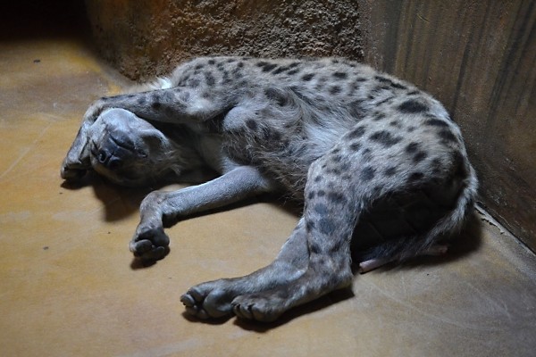 Spící hyena