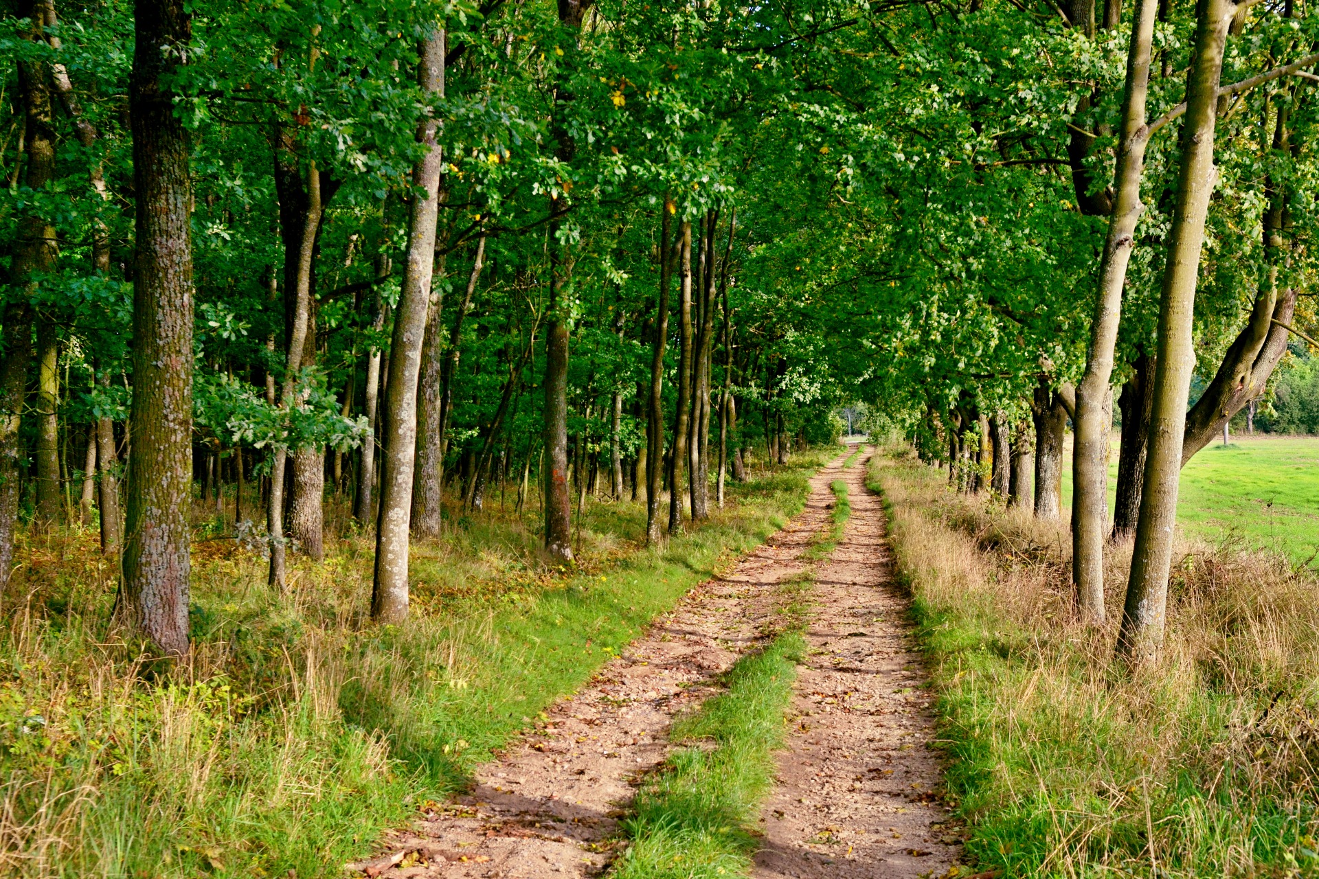 Graselova stezka, cesta podél lesa