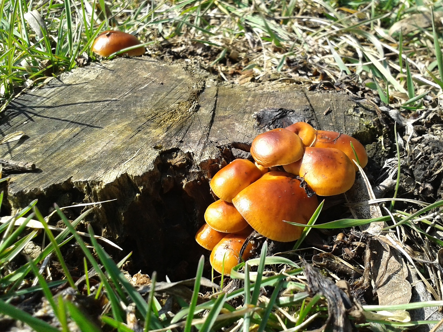 Na pařezu už vykukují první houby